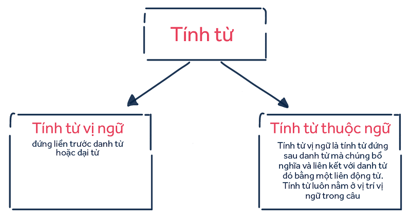 Vị trí của tính từ